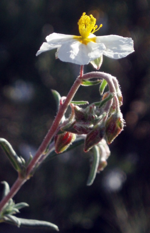 Helianthemum sp.